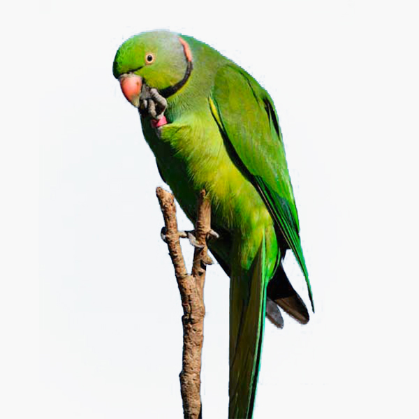 bird watching tour mauritius