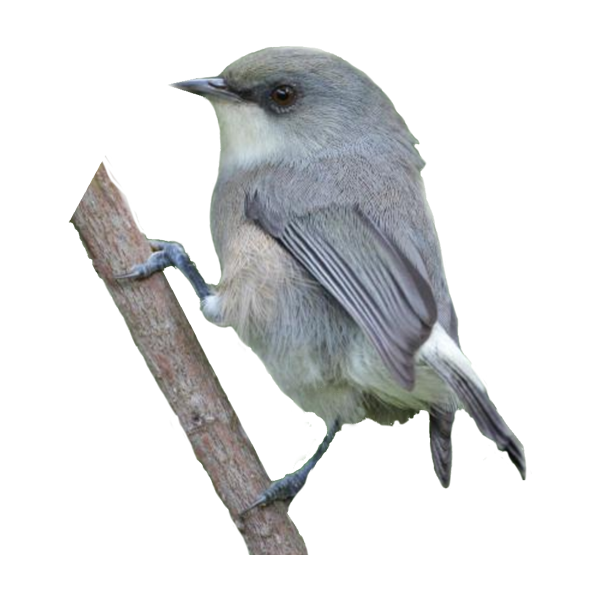 a grey white eye bird from mauritius