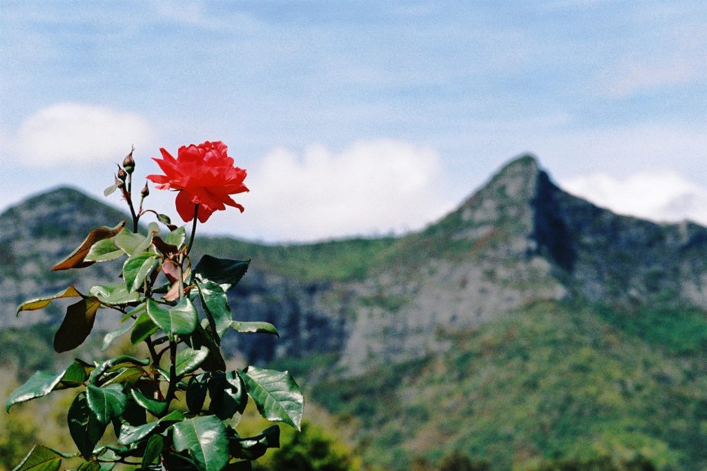 Flower And Mountain