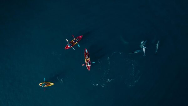 Kayak with Dolphins in the Tamarin Bay - Image 6