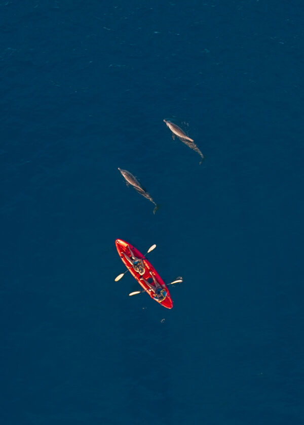 Kayak with Dolphins in the Tamarin Bay - Image 1