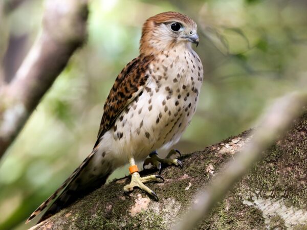 Endemics of Mauritius: A Curated Walk (Bird-Watching) - Image 3