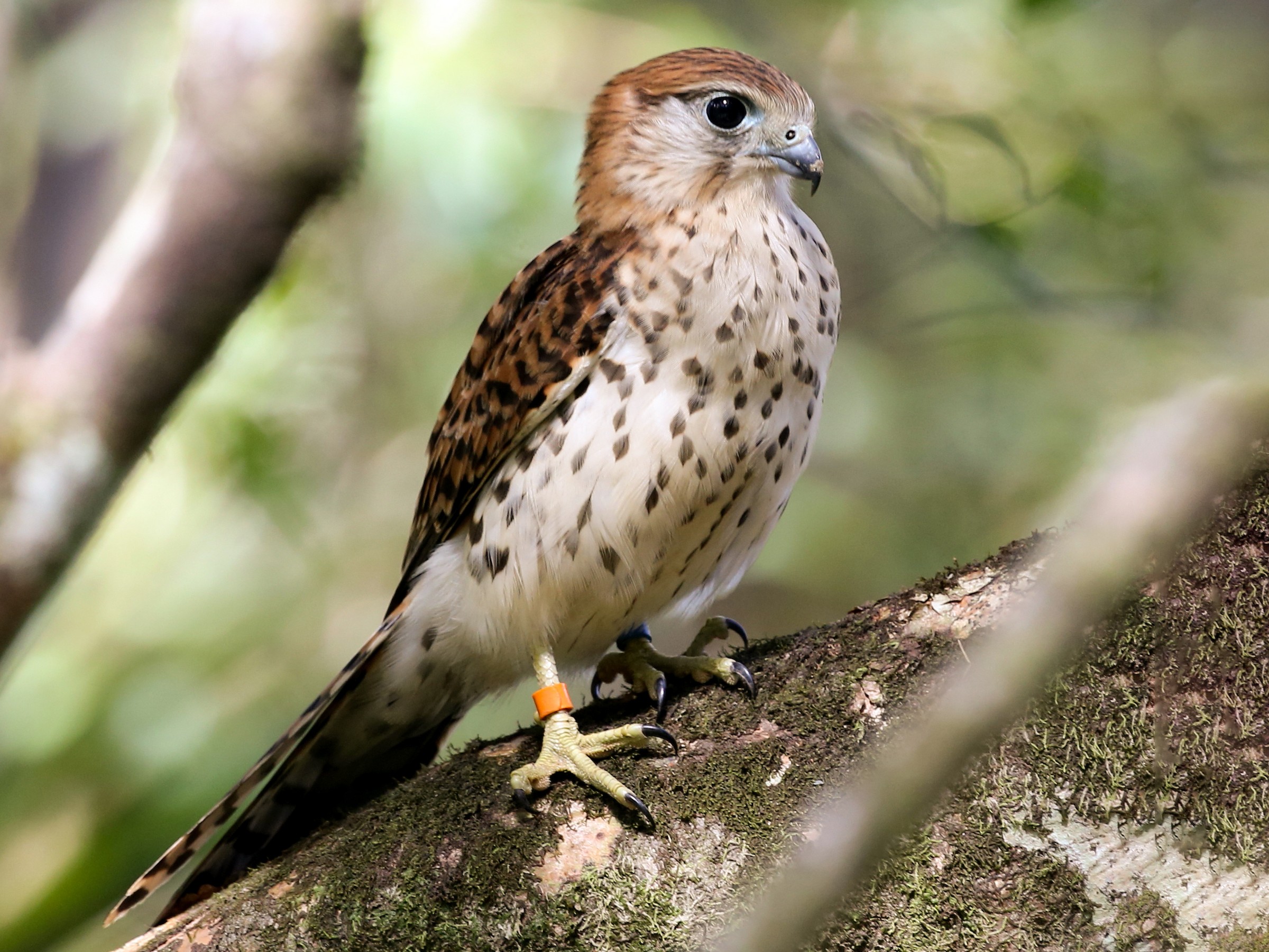 Endemics of Mauritius: A Curated Walk (Bird-Watching) - Image 3