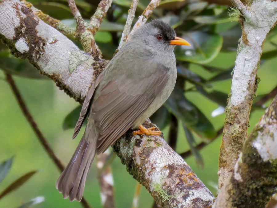 Endemics of Mauritius: A Curated Walk (Bird-Watching) - Image 6