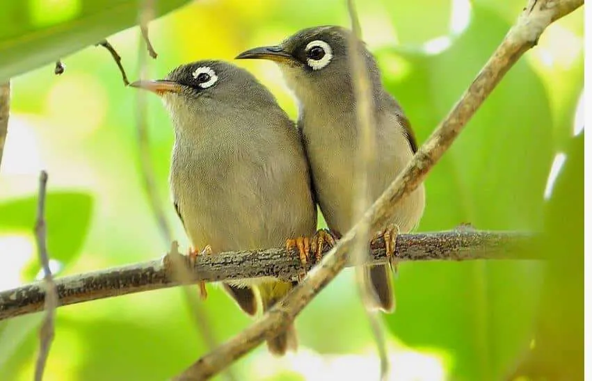 Endemics of Mauritius: A Curated Walk (Bird-Watching) - Image 2
