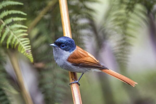 Endemics of Mauritius: A Curated Walk (Bird-Watching) - Image 5