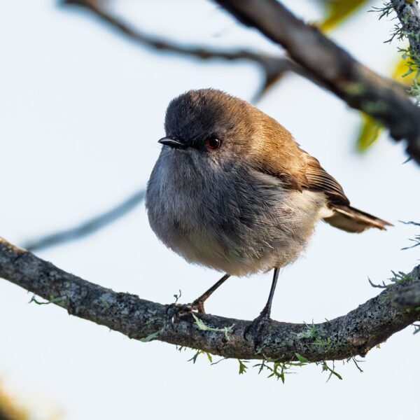 Endemics of Mauritius: A Curated Walk (Bird-Watching) - Image 7