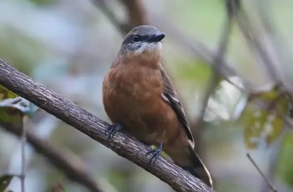 Endemics of Mauritius: A Curated Walk (Bird-Watching) - Image 8