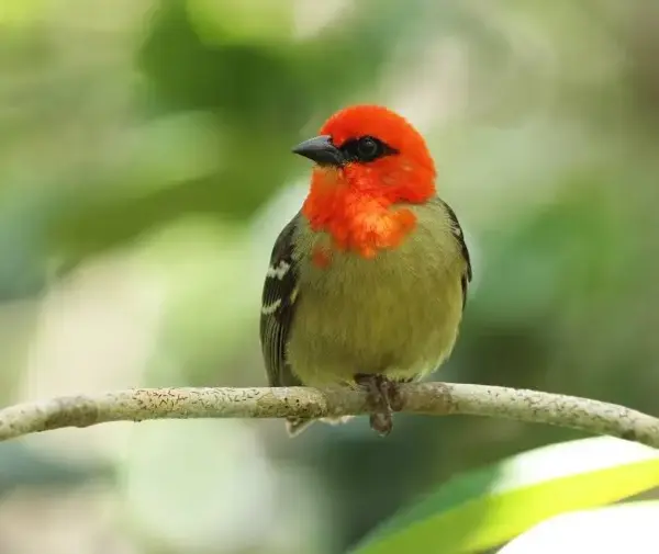 Endemics of Mauritius: A Curated Walk (Bird-Watching) - Image 9