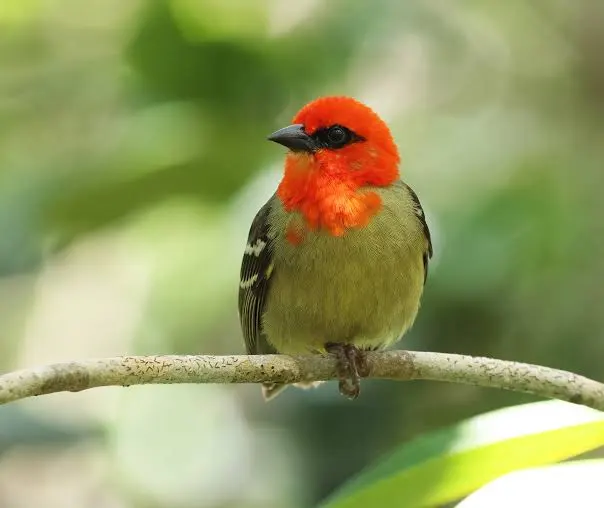 Endemics of Mauritius: A Curated Walk (Bird-Watching) - Image 9