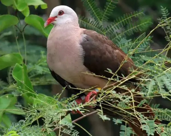 Endemics of Mauritius: A Curated Walk (Bird-Watching) - Image 4